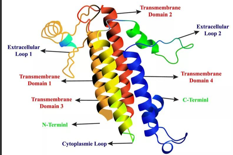 石药集团递交第二款Claudin 18.2靶向药物IND申请，恒瑞、齐鲁等药企均有布局