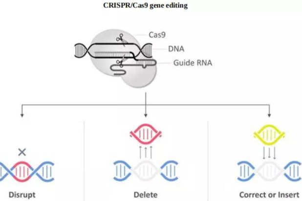 2021全球10大基因编辑公司：管线营收市值