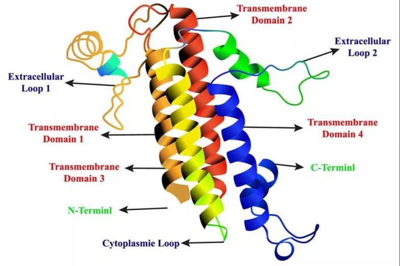 荣昌生物申报第4款ADC新药，靶点为Claudin 18.2！国内外近二十家企业扎堆