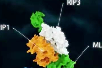 志在FIC：王晓东/张志远博士公司Sironax国内首次递交IND，RIPK1抑制剂
