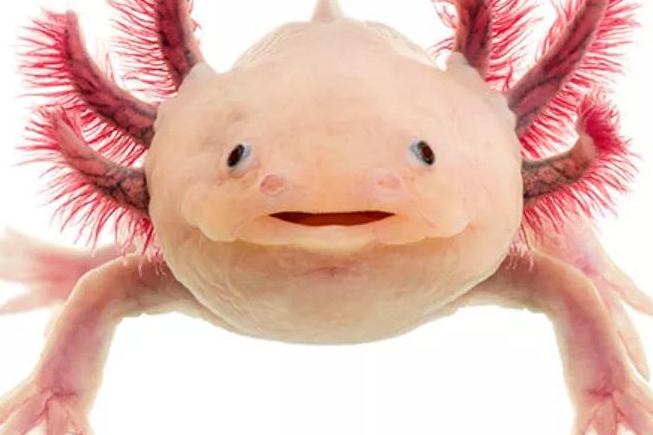 新锐！5000 万美元A轮融资启动，开发针对多种疾病的B细胞疗法