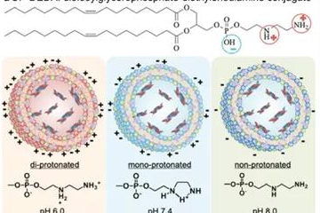 临床应用和临床试验中的脂质体纳米粒（一）：脂质体概述