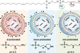 临床应用和临床试验中的脂质体纳米粒（二）：结构性质
