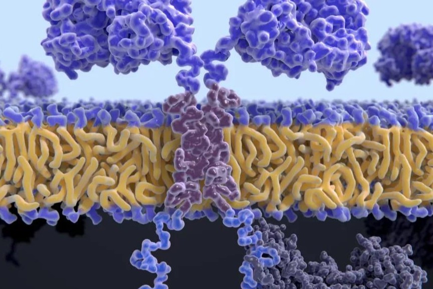 ImmPACT Bio完成1.11亿美元B轮融资，开发基于逻辑门的CAR-T细胞平台