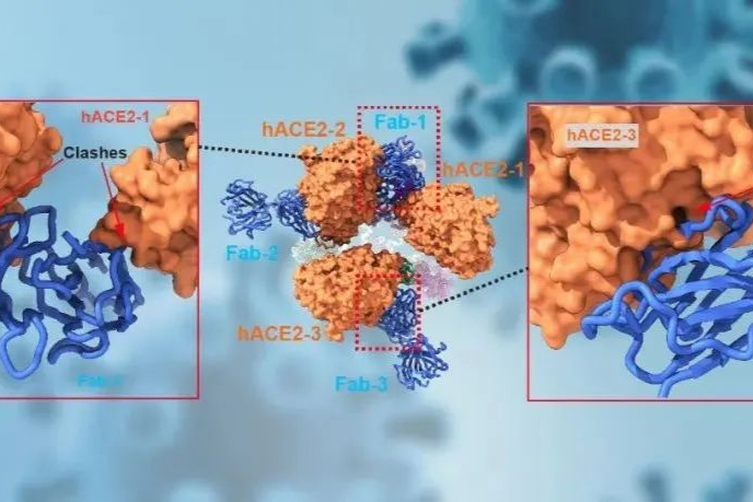 江西济民可信：新冠中和抗体JMB2002对Omicron BA.1、BA.2变异株均有效
