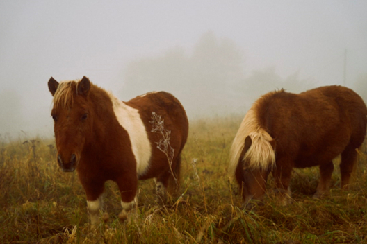 固体分散体，这个项目可以做吗？