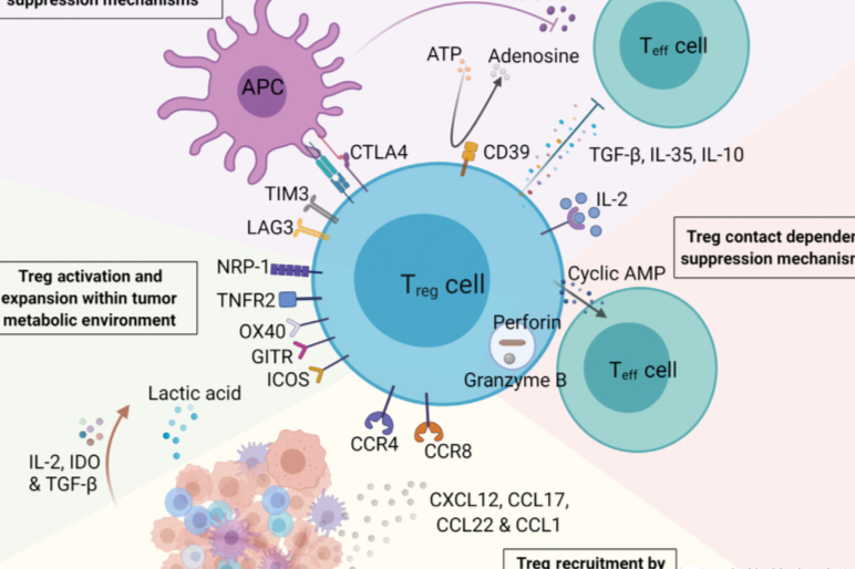 洪观杰析|最新系统总结—靶向Treg的癌症治疗策略