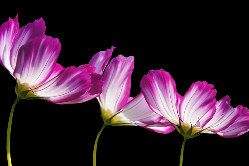 大涨119%地塞米松注射液！一致性评价持续获批，国药集团也在内