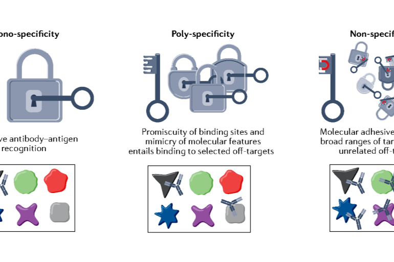 治疗性抗体开发中的难题——非特异性