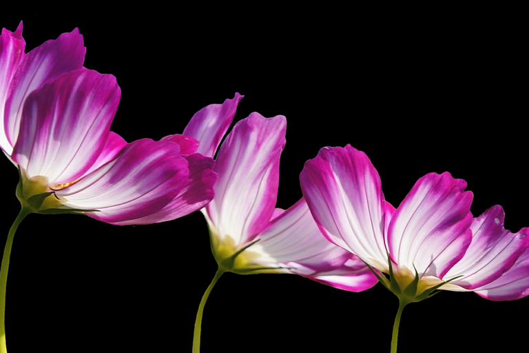 3款溶瘤病毒产品临床试验获受理（2023年3月）