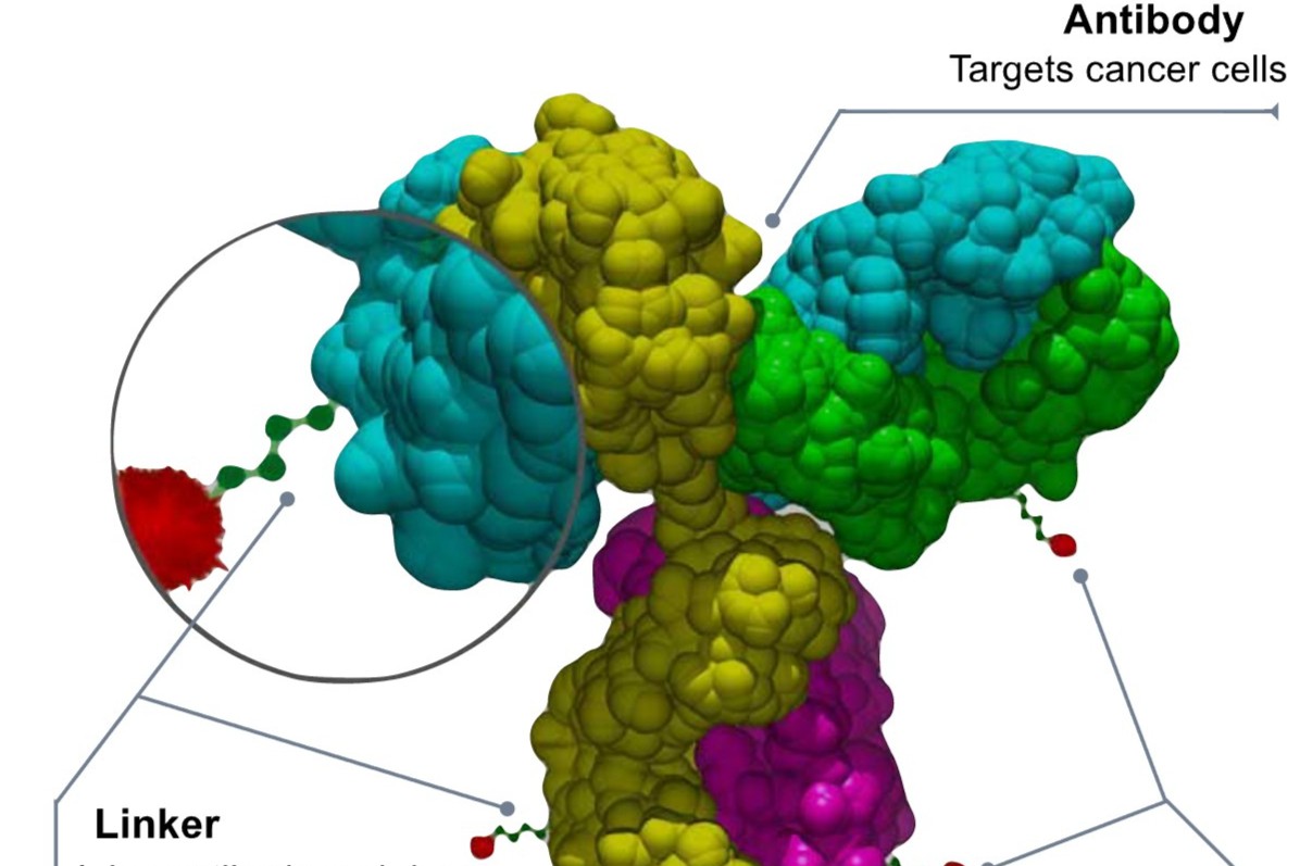 ADC抗体偶联药物|一文读懂