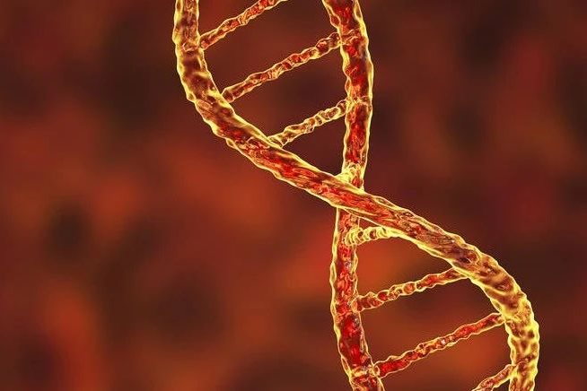 治疗实体瘤，溶瘤病毒BT-001的1a期数据积极！