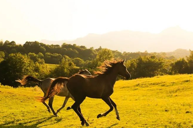 和元生物与鼎新基因就基因治疗产品商业化生产达成战略合作