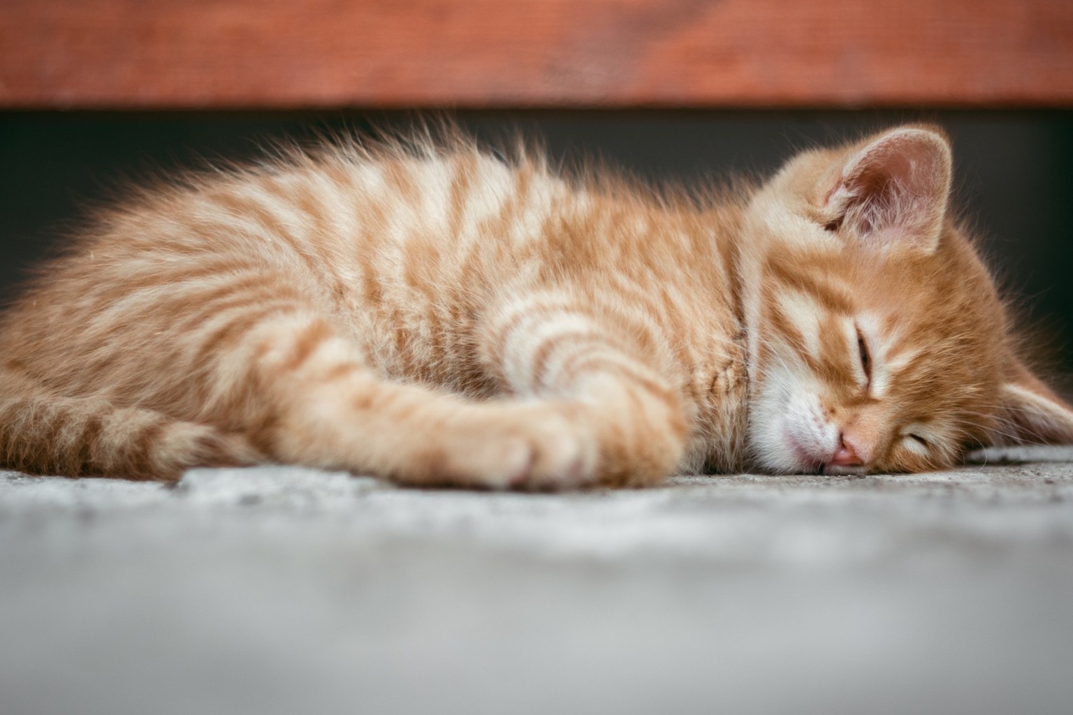 175美元瓶！欧盟批准首款猫糖尿病的口服液体药物