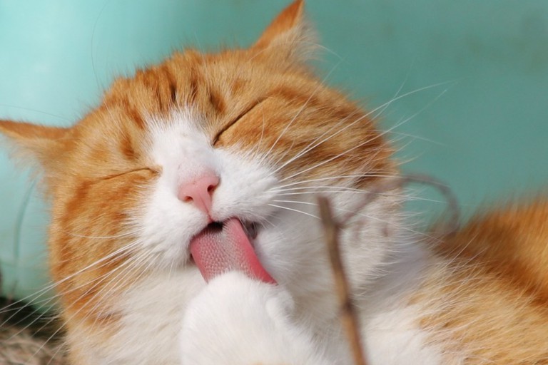 高端！宠物基因疗法，被动物保健公司巨头Ceva收购