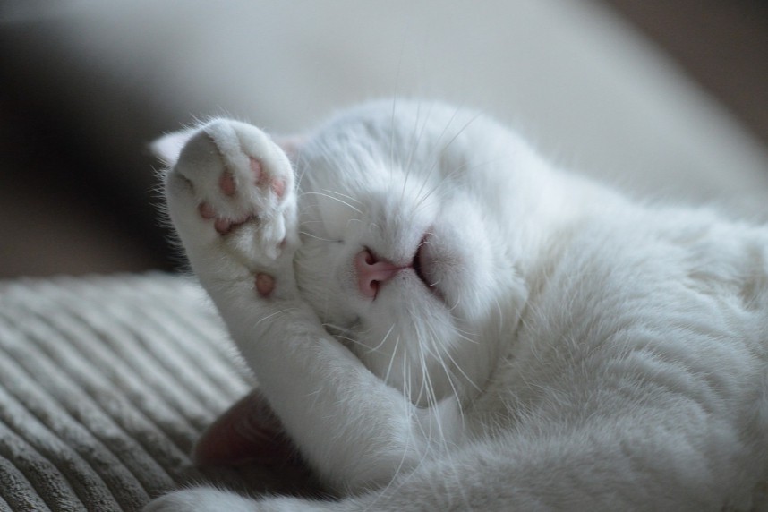 缓解猫焦虑与恐惧，Bonqat宠物新药上市！