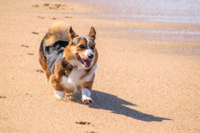 Dechra以37.7亿元收购宠物长效抗体新锐Invetx，加速全球宠物药市场布局与技术创新！