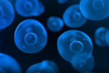 益方生物TYK2抑制剂D-2570启动III期临床，瞄准700万银屑病患者市场