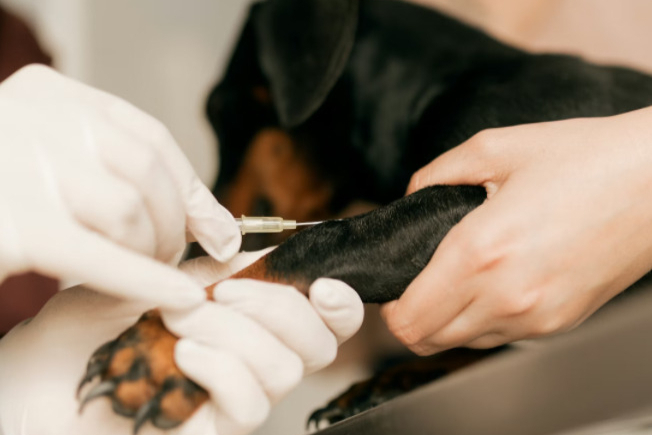 摩熵咨询《中国兽药产业全景透视：政策演进研发流程与市场格局》