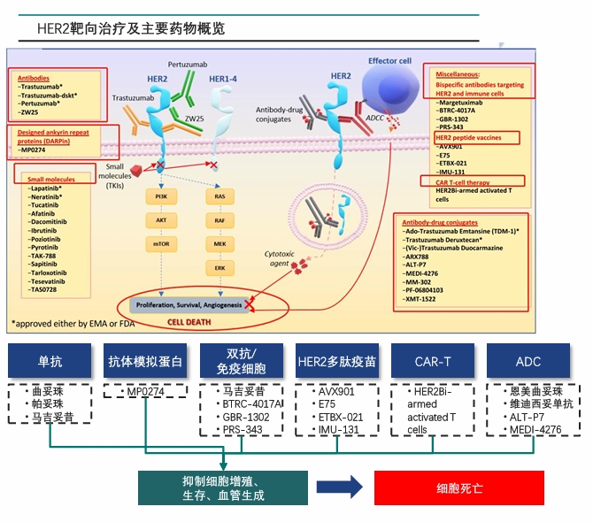 HER2靶向治疗及主要药物概览