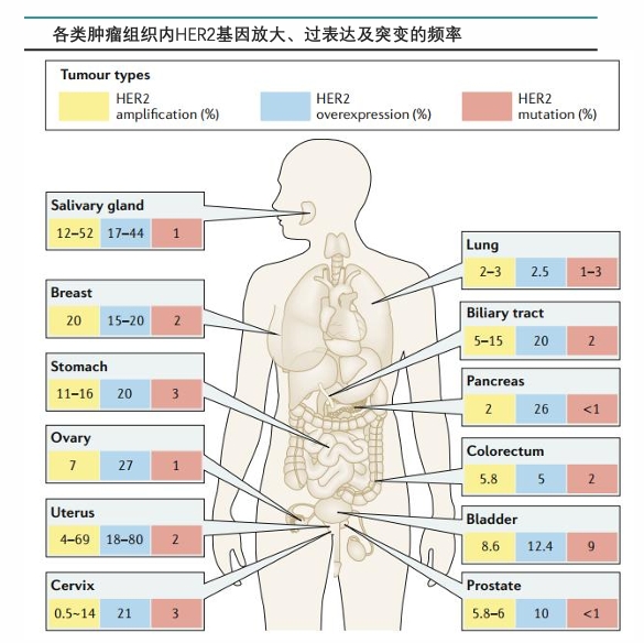 各类肿瘤组织内HER2基因放大、过表达及突变的评率