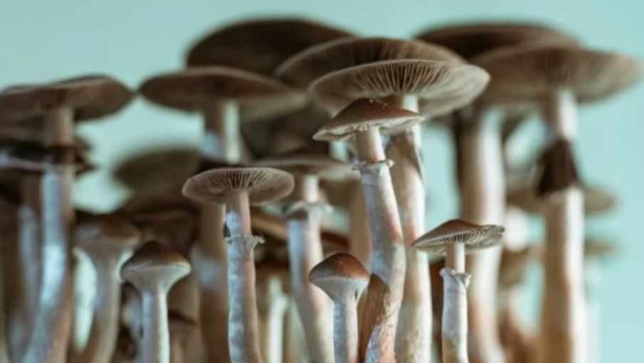 裸盖菇素有效治疗抑郁症